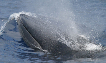 Greens press FERC to review LNG effects on endangered whale