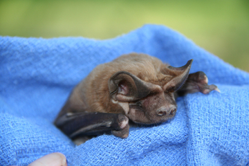 Feds trim a Florida bat’s critical habitat