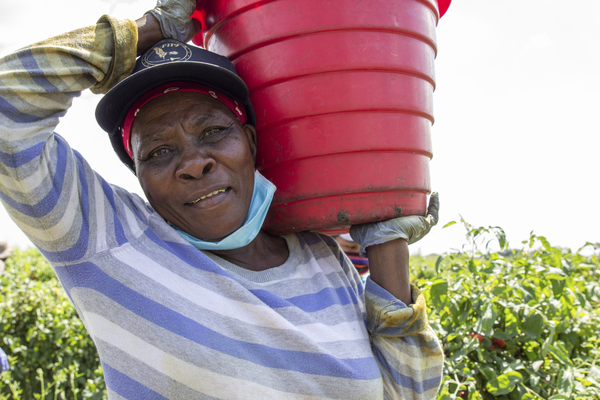 A farmworker holds a bucket of harvested tomatoes at a farm in Delray Beach, Florida.