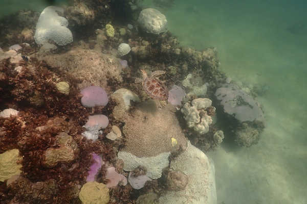 A turtle swims near coral.