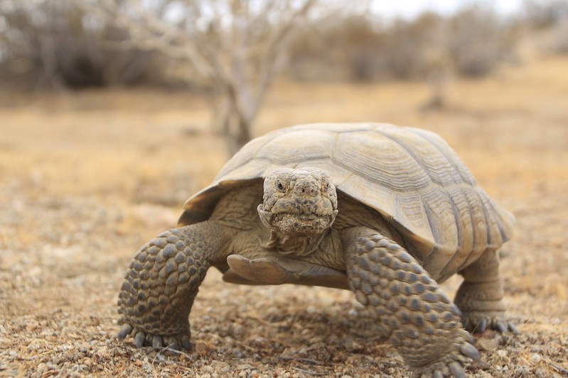 A desert tortoise looks at the camera. 