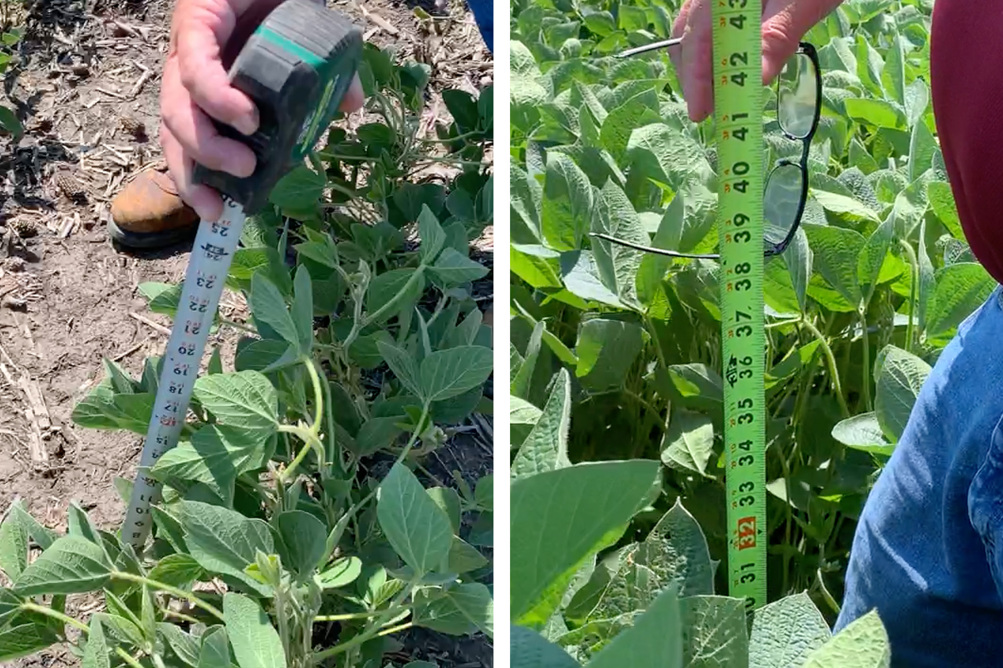 In Roquet's soybean field, the plants in the ground dug up for the Dakota Access oil pipeline are about half as tall as those untouched by construction.