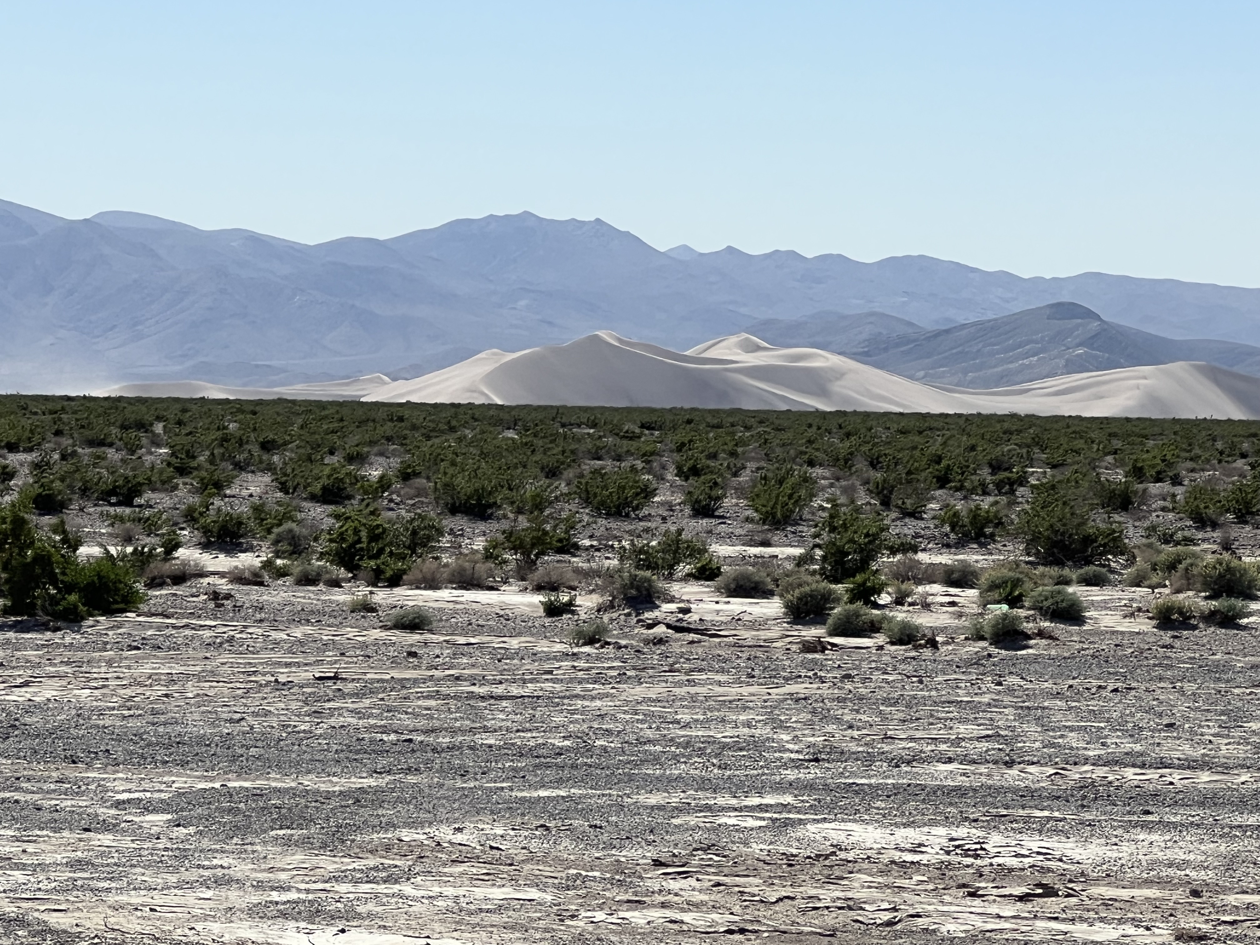 Desert land, covered in plants, with mountains in the background.